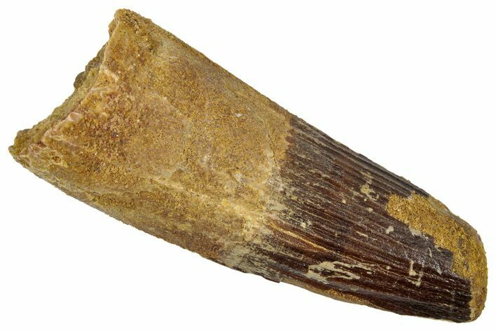 Real Fossil Spinosaurus Tooth - Feeding Worn Tip #346792